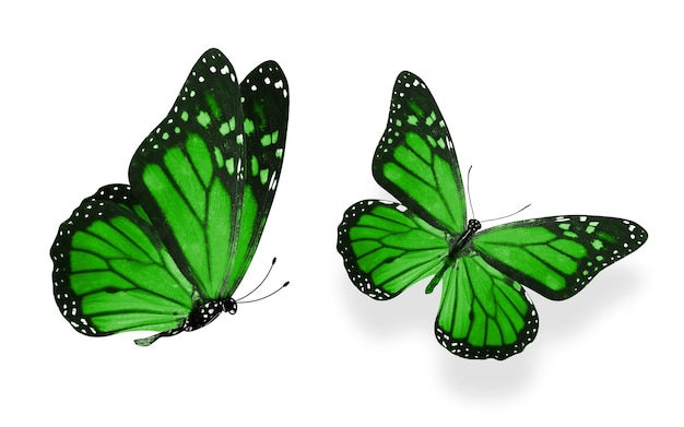 Beautiful two green butterflies isolated on white background