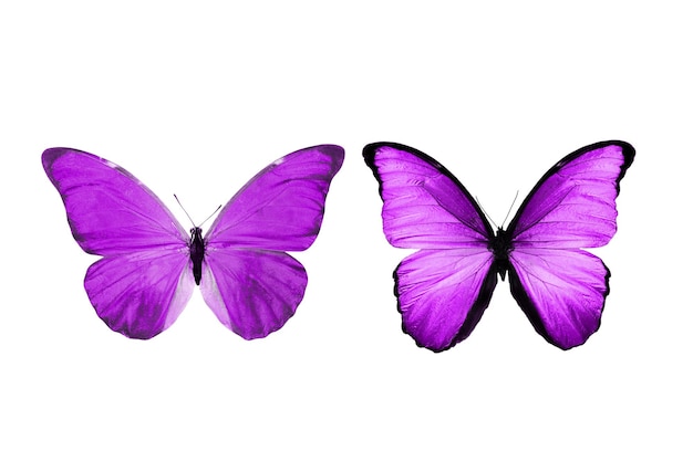 Beautiful two purple butterflies isolated on white background