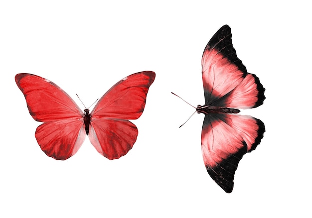 Beautiful two red butterflies isolated on white background