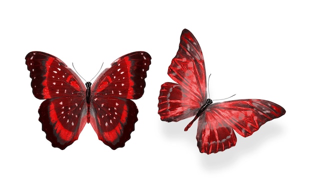 Beautiful two red butterflies isolated on white background