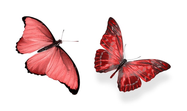 Beautiful two red butterflies isolated on white background