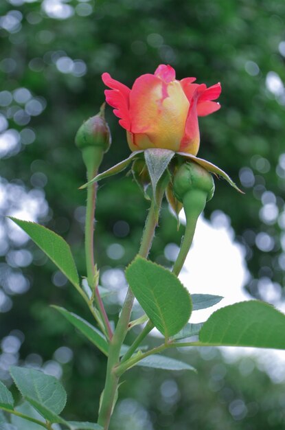 Beautiful two tone flower Iguana Beautiful red rose Combining lemon yellow to red