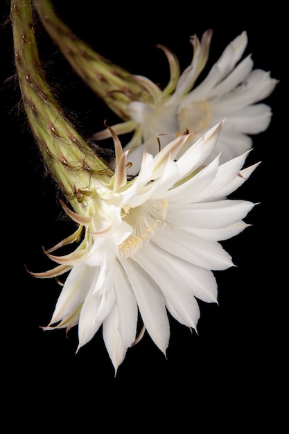 Beautiful two white delicate cactus flowers  on a black  background close up