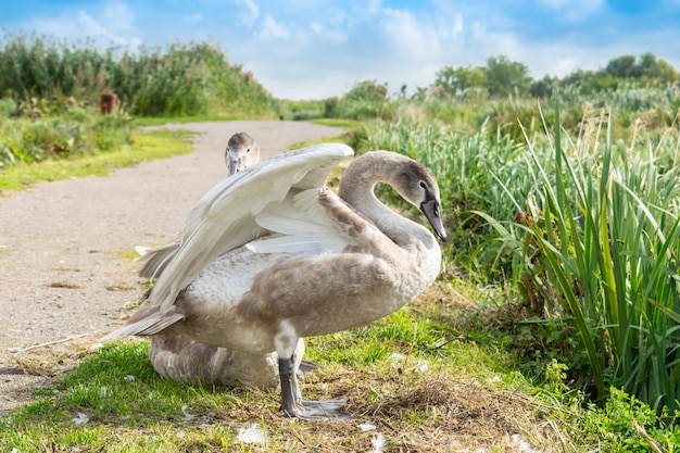 Beautiful two young swans at the morning toilet.