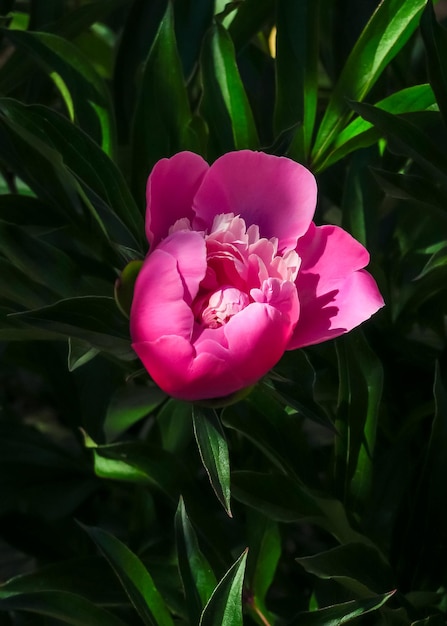 a beautiful unopened pink peony grows in a flower garden. cultivation of flowers concept