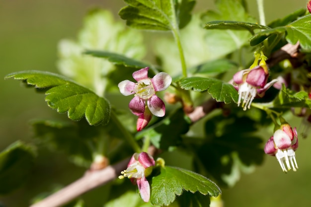 Beautiful unusual flowers gooseberry bushes in the garden, orchard, blooming gooseberries in the summer