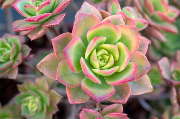 Beautiful varieties of succulent plants