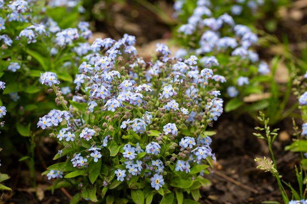 Beautiful veronica chamadris blue flowers in spring Floral background Veronica Alpine Veronica fruticans Wild flower veronica oak