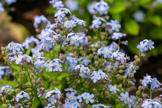 Beautiful veronica chamadris blue flowers in spring Floral background Veronica Alpine Veronica fruticans Wild flower veronica oak