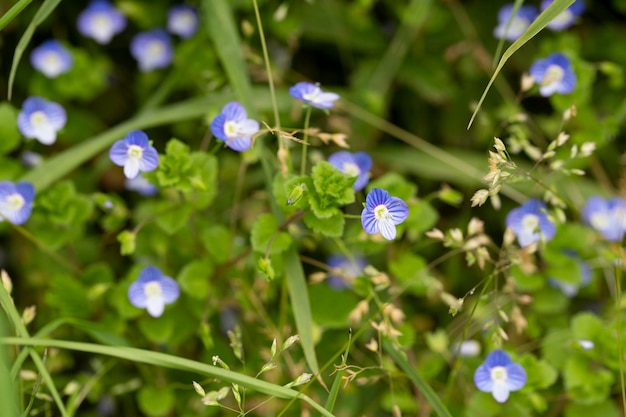 Beautiful veronica chamadris blue flowers in spring Floral background Veronica Alpine Veronica fruticans Wild flower veronica oak