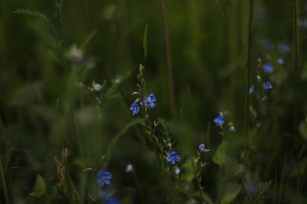 Beautiful veronica chamadris blue flowers in summer Floral background