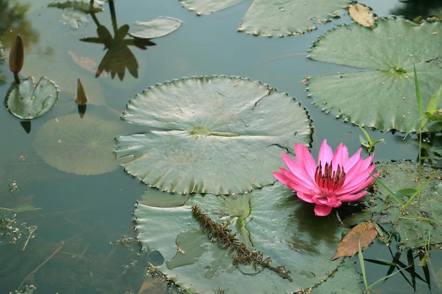 Beautiful Vibrant Pink Water Lily Flower Blossoming in the Pond