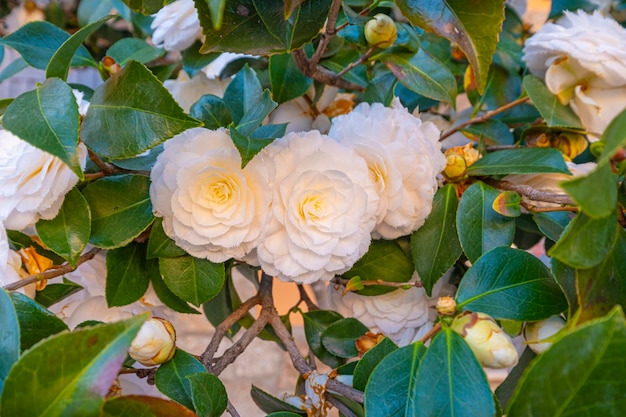 Beautiful vibrant white Japanese Camellia flowers of Camelia japonica