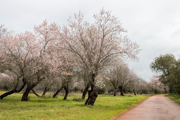 Beautiful view of almond trees in full bloom in nature.