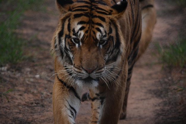 A beautiful view of animals in Assuncion Zoo Paraguay