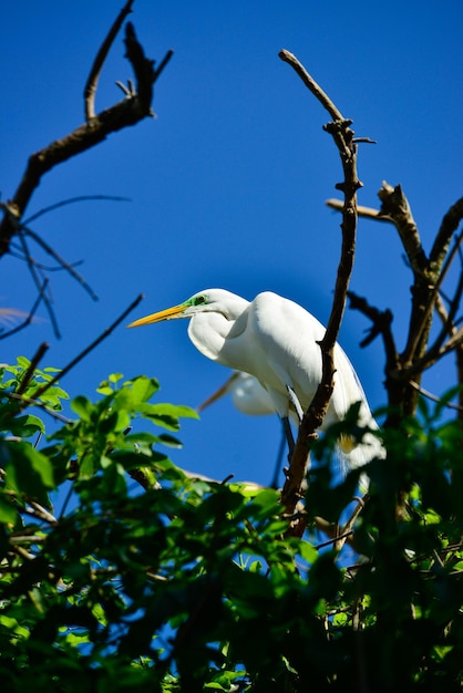 A beautiful view of animals in Brasilia zoo Brasilia Brazil