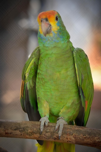 A beautiful view of animals in Brasilia zoo Brazil