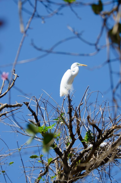 A beautiful view of animals in Brasilia zoo Brazil