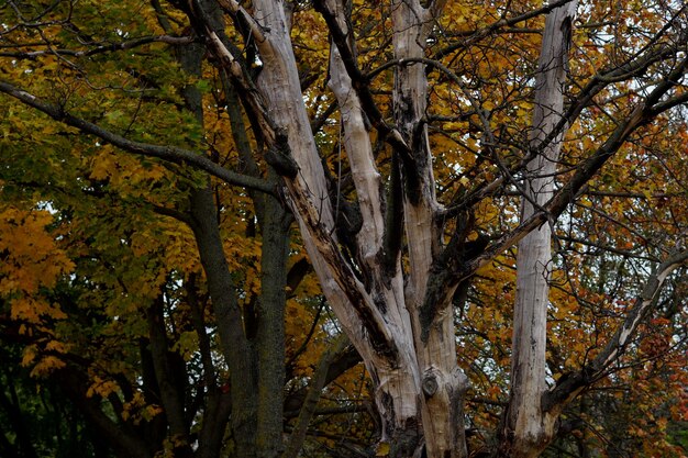 Beautiful view of autumn trees in a forest