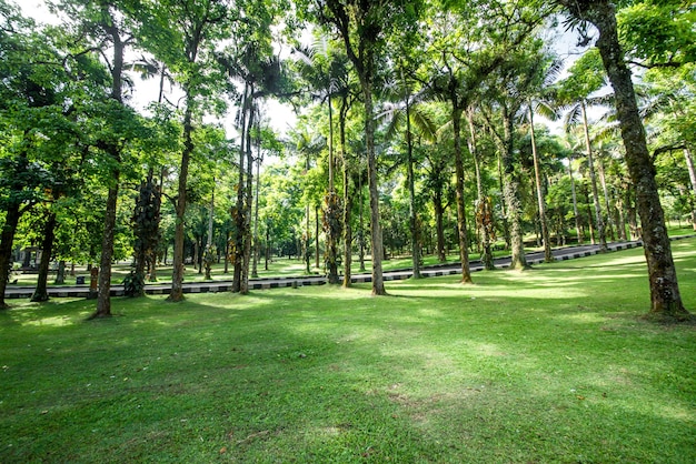 A beautiful view of Bali Botanical Garden located in Indonesia