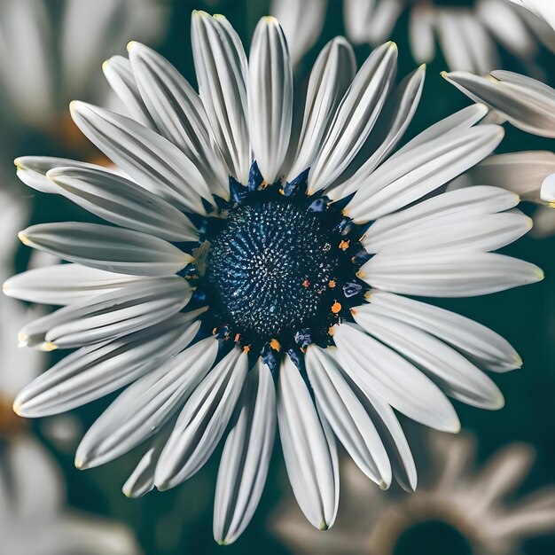 Photo beautiful view of big daisy flower