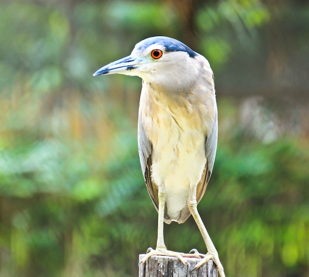 Beautiful view of a bird Black-crowned Night Heron