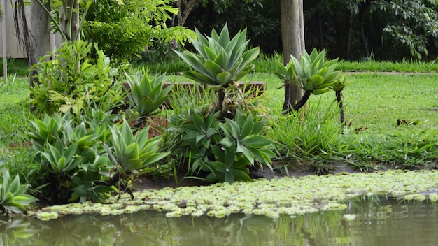 A beautiful view of botanical garden located in Brasilia Brazil