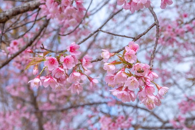 Beautiful view cherry blossom in blooming,Chiang Rai Province, Thailand,Soft focus,