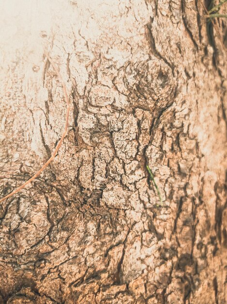 Beautiful view of closeup graybrown tree bark texture Stories vertical format Ideal for use in the design wallpaper and background