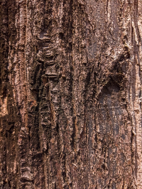 Beautiful view of closeup tree bark texture