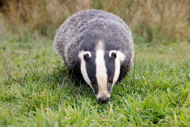 Beautiful view of a common Badger in a field