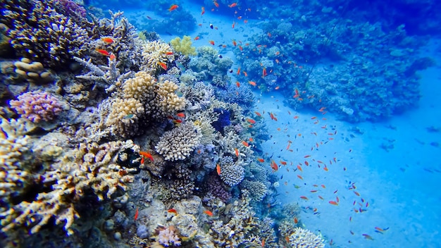 A beautiful view of the coral of the underwater red sea near which many tropical red fish swim