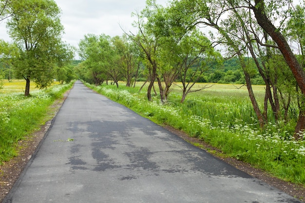 Beautiful view of country road lined with trees  and fence Summer nature with green grass