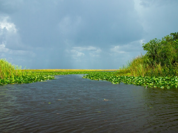 Beautiful view of Everglades Swamp on Summer