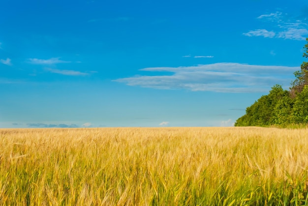 Beautiful view of the field and blue sky