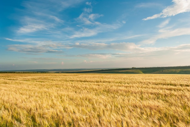 Beautiful view of the field and blue sky