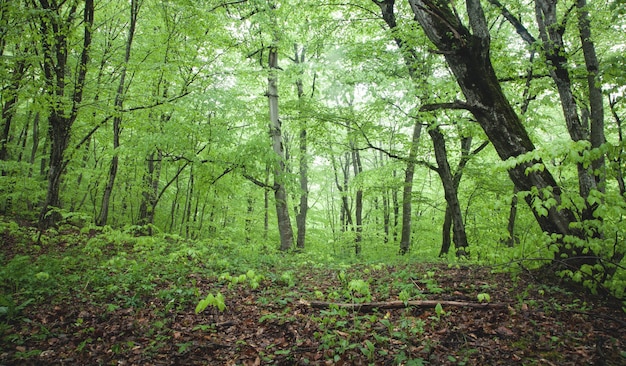 Beautiful view. Forest in spring