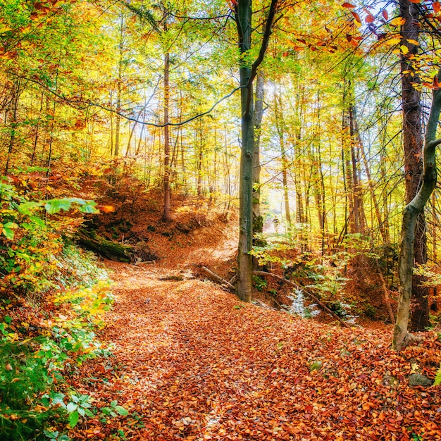 Beautiful view of the forest on a sunny day. Autumn landscape. Carpathians. Ukraine