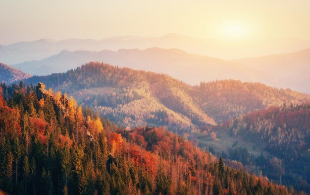 Beautiful view of the forest on a sunny day.