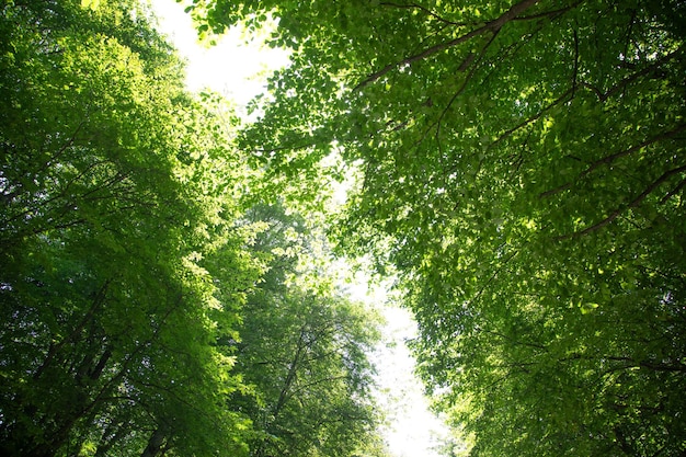 Beautiful view of forest trees