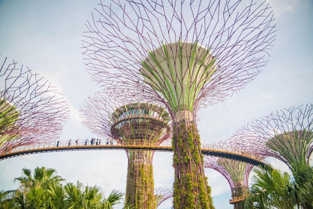 A beautiful view of Gardens by the bay located in Singapore