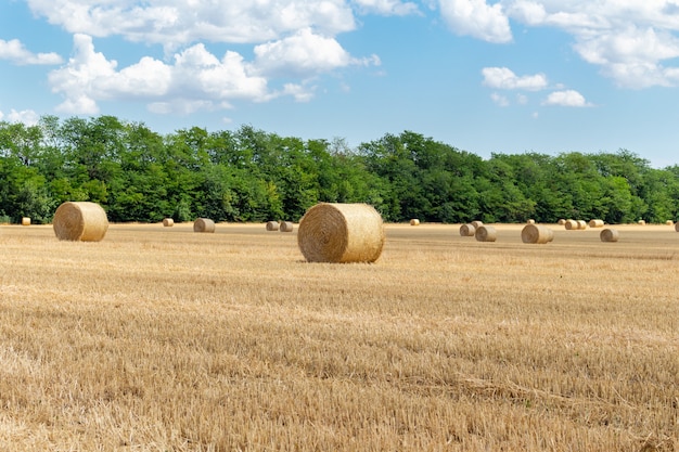 Beautiful view of a grainfield