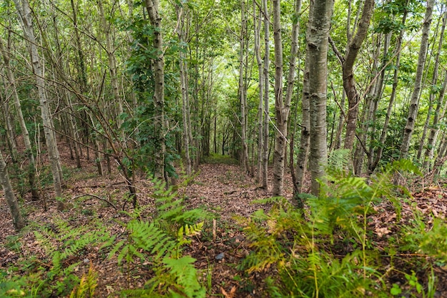 A beautiful view of a green forest full of trees and plants