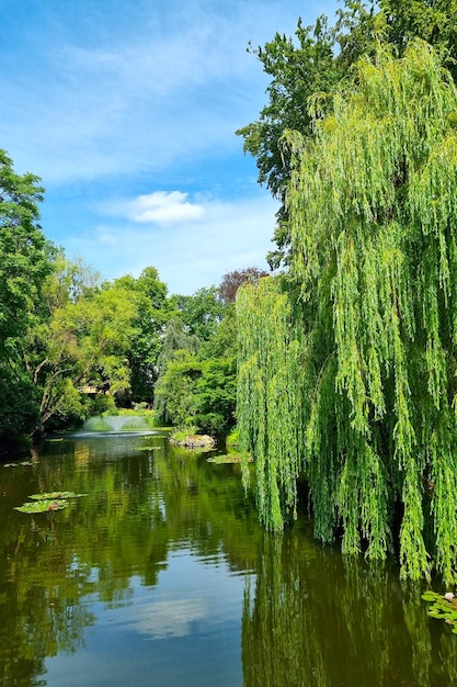 Beautiful view of the green trees in the park near the pond