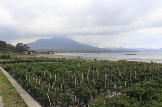 A beautiful view of Kintamani Mountain located in Bali Indonesia