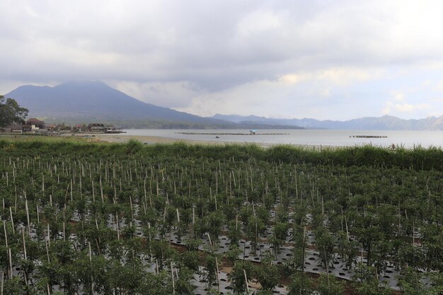 A beautiful view of Kintamani Mountain located in Bali Indonesia