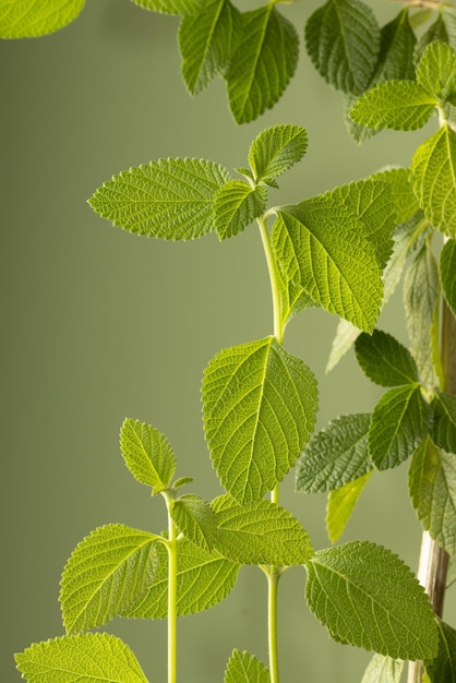 Beautiful view of lemon balm Melissa officinallis Selective focus