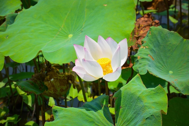 A beautiful view of Lotus Flower Field located in Siem Reap Cambodia