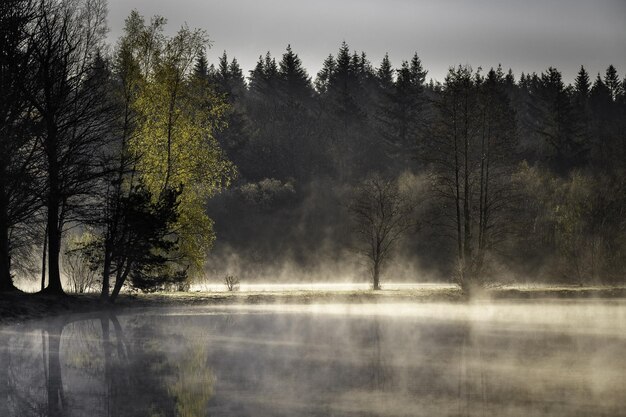 Beautiful view of the misty and creepy park with a lake surrounded by trees