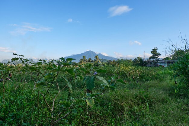 The beautiful view of Mount Salak accompanied by a stretch of eggplant on a sunny afternoon